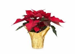 RED POINSETTIE SMALL