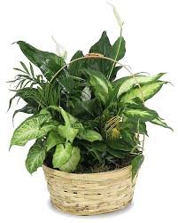 European Dish Garden SMALL