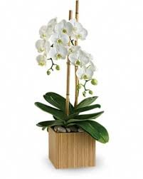 OPULENT ORCHIDS - STANDARD