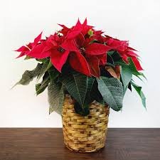 RED POINSETTIE MED