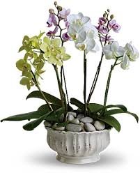 Regal Orchids Plants