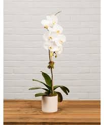 SINGLE WHITE ORCHID