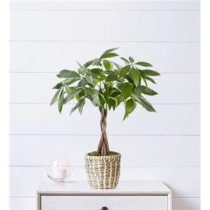 Money Tree Plant
