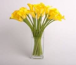 YELLOW Mini Calla Lilies