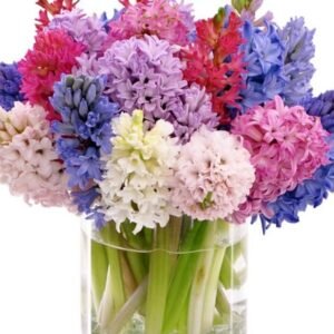 MIX Hyacinth beautiful flower !