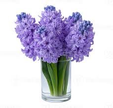 PURPLE Hyacinth beautiful flower !