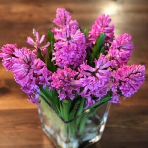 PINK Hyacinth beautiful flower !