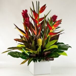 Exotica Tropicals LARGE